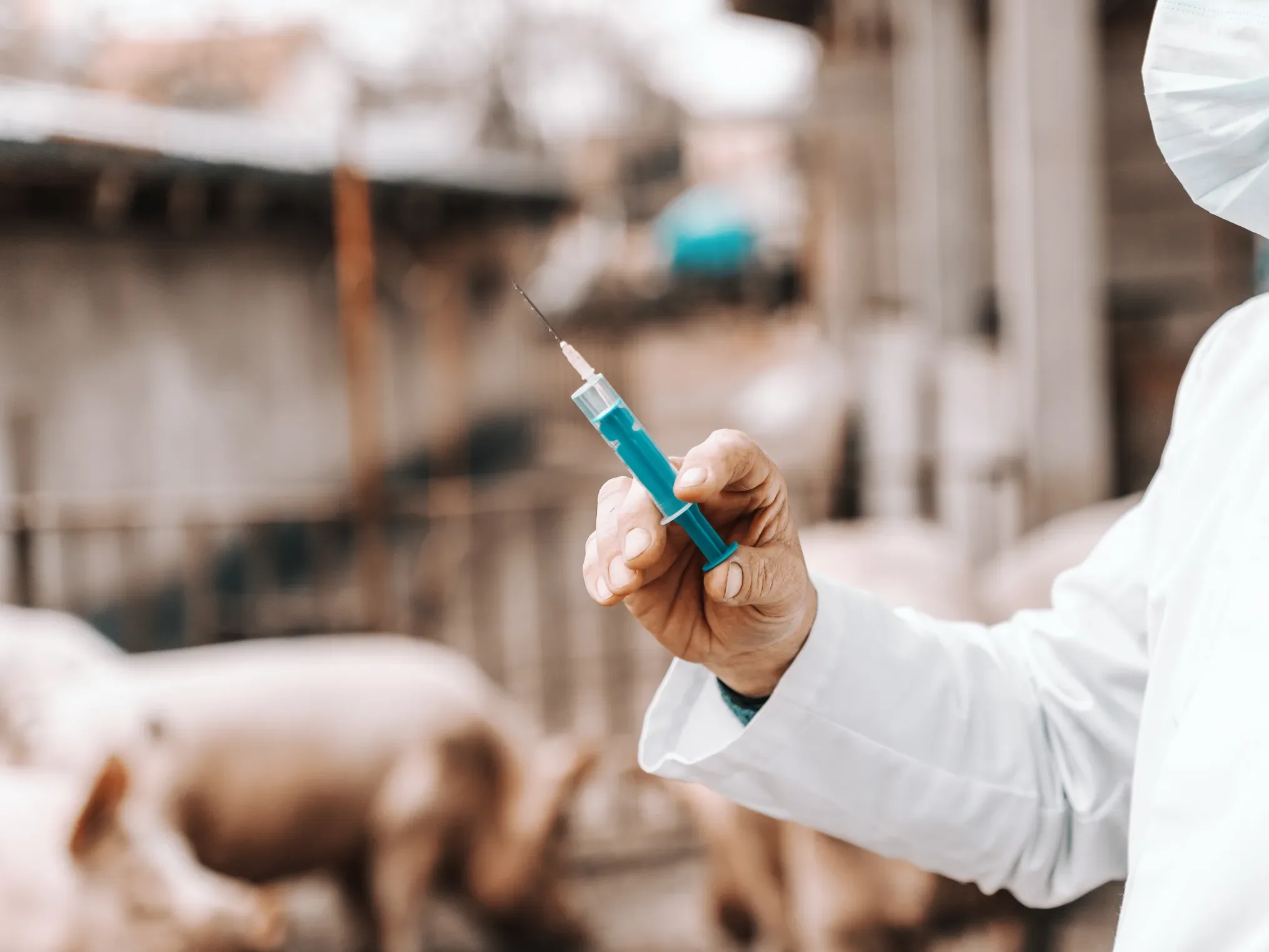 Yargıtay 21. Hukuk Dairesi Kararı - Domuz Gribi İş Kazası Olarak Kabul Edildi